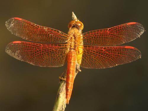 Réf. 266 581 : Brachythemis contaminata